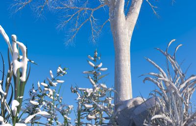 雪后初晴下的大树植物场景,晴空雪景
