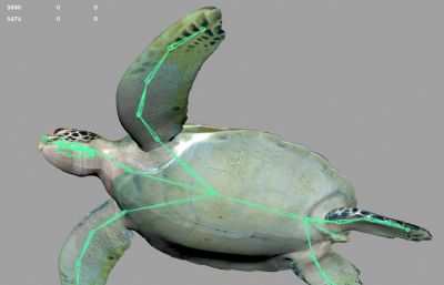 次时代海龟模型,带骨骼
