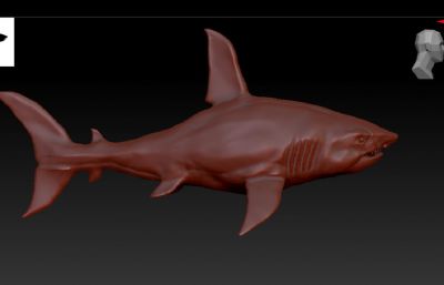 鲨鱼,大白鲨zbrush模型