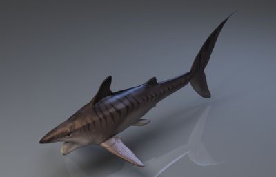 旋齿鲨max,fbx模型