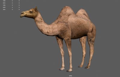 沙漠骆驼,双峰驼