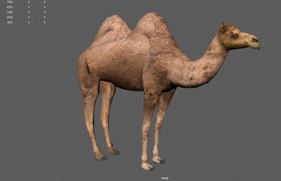 沙漠骆驼,双峰驼