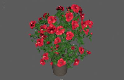 红色花朵花卉,盆栽植物