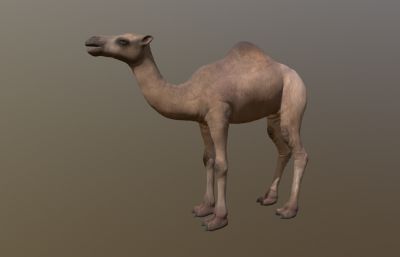 单峰骆驼,沙漠骆驼
