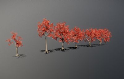 一排从小到大的红枫树,红叶树