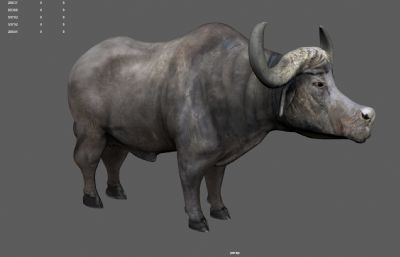 非洲野牛,水牛