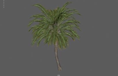 棕榈树,椰子树,热带树木