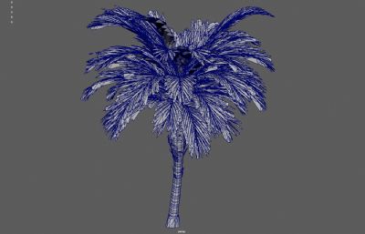 棕榈树,椰子树,热带树木