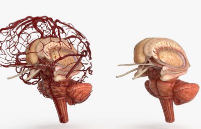 人类大脑 解剖器官