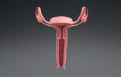 子宫剖面 卵巢 生殖器官医学教材