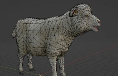 呼叫的写实绵羊blender模型