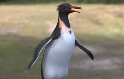 诺氏剑喙企鹅,巨型企鹅