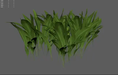 小草 草地植物花卉