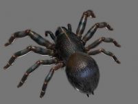 黑蚂蚁3D模型