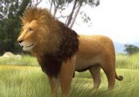 非洲狮子3D模型