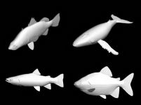 63各种鱼的3D模型
