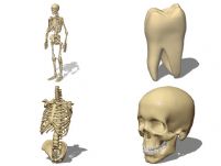 医学骨架3D解剖模型