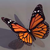 高质量蝴蝶模型(含贴图)
