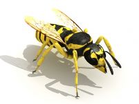蜜蜂3D模型(含材质)