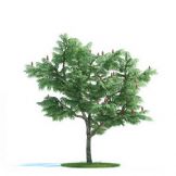 3D火炬树模型