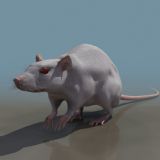 高精度老鼠3D模型