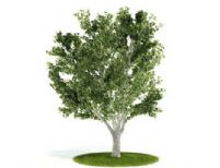高精度梧桐树3D模型