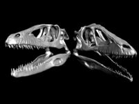 恐龙头骨3D模型