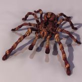 高质量蜘蛛3D模型