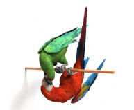 高质量鹦鹉3D模型