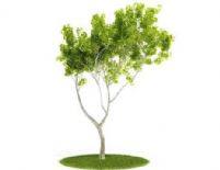 白桦树3D模型