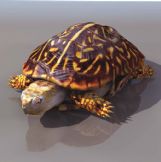 海龟3D模型