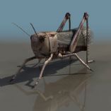 蝗虫3D模型