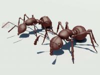 3D蚂蚁模型