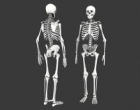 高精度人体骨骼3D模型