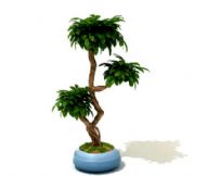 3D树木盆栽