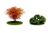 2种树枫树3D模型