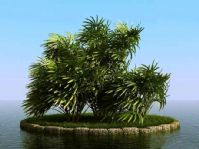 棕竹3D模型