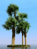 俾斯麦椰子树3D模型