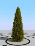高精度崖柏树3D模型