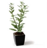 3D绿色植物盆栽模型