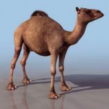 单峰骆驼3D模型