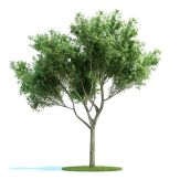 高精细爆竹柳,柳树3D模型