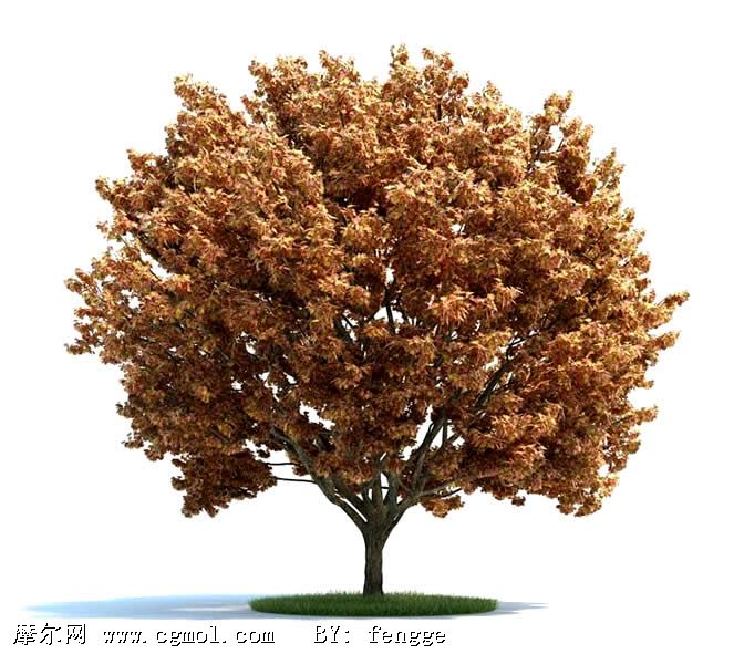 高精细红叶树 枫树3d模型 树木模型 植物模型 3d模型下载 3d模型网 Maya模型免费下载 摩尔网