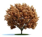 高精细红叶树，枫树3D模型