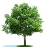 高精细夏栎树3D模型