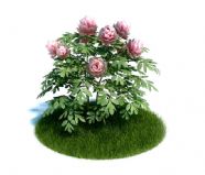 精细花卉牡丹3D模型