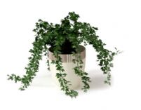 植物藤蔓盆栽3D模型