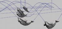 MAYA模型带动画,5只海豚逐浪的动画