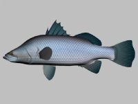 澳洲肺鱼3D模型