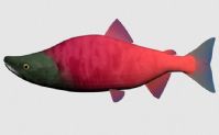 红鲑鱼3D模型